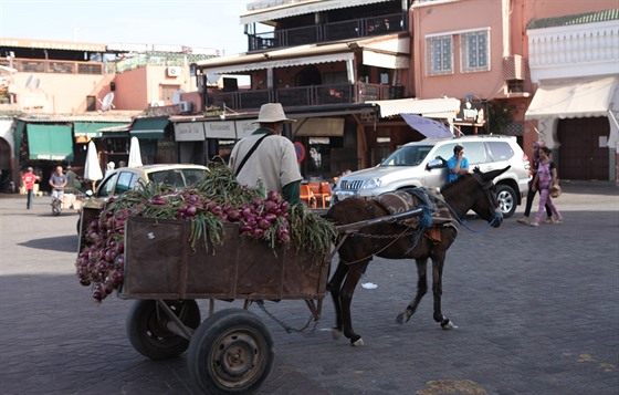 S cibulí na trh. Oslíci z marockých ulici jet nevymizeli.