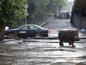 Ze zoo v Tbilisi pi povodnch prchl i tento hroch (14. ervna 2015)