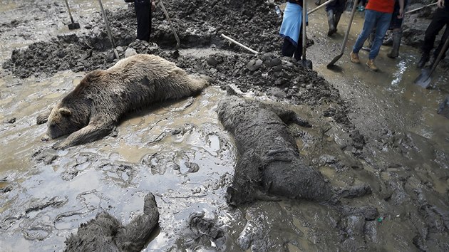 Mrtv zvata v zoologick zahrad v Tbilisi, kteoru zashly zplavy (15. ervna 2015).