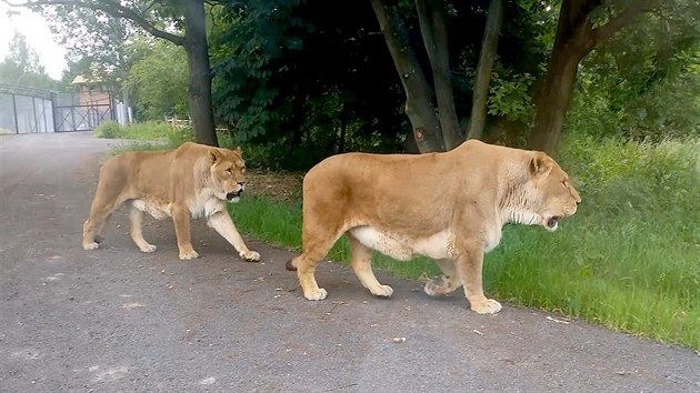 VIDEO: Projížďka mezi lvy. Vyzkoušet ji můžete v Africe ...