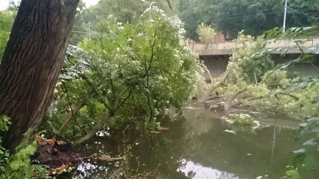 Strom spaden do eky Svratky v ulici Veslask v Jundrov