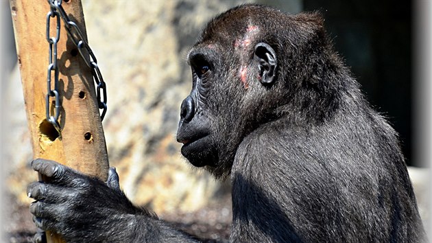 Chovatel v Mnichov goril skupinu 24 hodin denn monitoruj, take vd, co se mezi gorilami dje. Na spojovn dohl zkuen zooloka s vce ne ticetiletou prax s lidoopy.