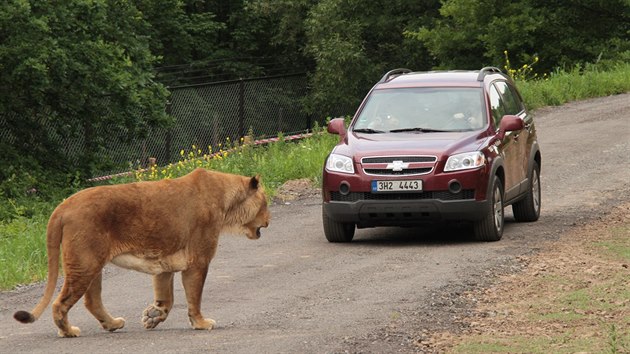 Automobil nechv lvho samce v klidu, z britskho Woburn Safari Parku je na n zvykl. Pro osdku vozu je ovem podobn situace nezapomenuteln zitek.