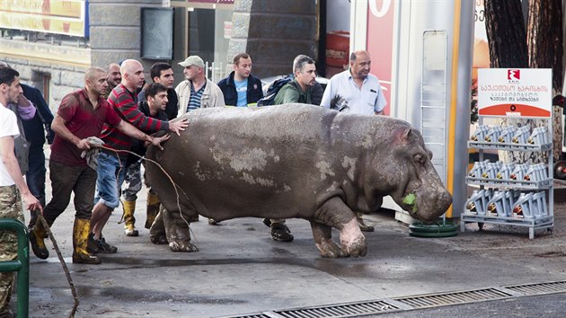 Lid se sna pomoct hrochovi, kter uprchl ze zaplaven zoo v Gruzii.