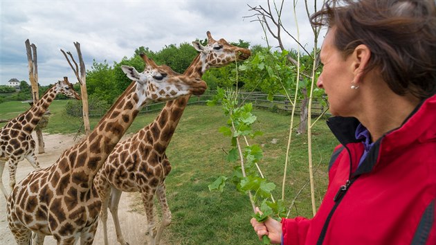 Od nedle si nov mohou nvtvnci prask zoo zpestit nvtvu, v e-shopu zoologick nebo na mst lze toti zakoupit krmen iraf.