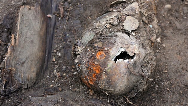 Lebka neprovdanho dvete se zbytky zoxidovanch kov (barevn skvrny) ve vlasech, jedn se patrn o pozstatky vnce (na znamen panenstv), nlez z archeologick sondy v chebskch mstskch sadech.