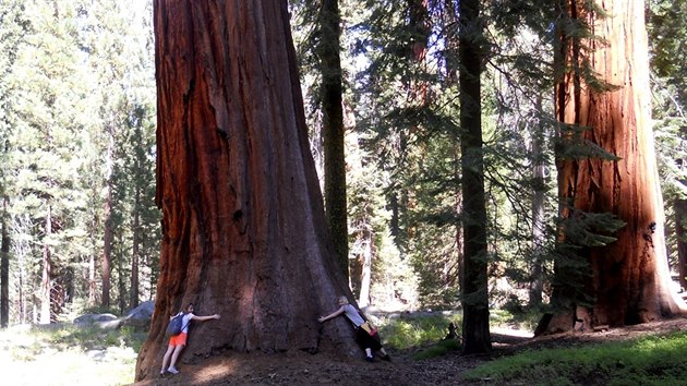 Sequoia National Park v jin Sierra Nevad v Kalifornii