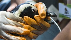 Jeden ze zachráněných tučňáků z tbiliské zoo (18. června 2015) Jeden ze zachráněných tučňáků z tbiliské zoo (18. června 2015)