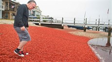 Kalifornské pláže zaplavily tisíce červených krabů. (16. června 2015). Kalifornské pláže zaplavily tisíce červených krabů. (16. června 2015).