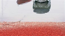 Kalifornské pláže zaplavily tisíce červených krabů. (16. června 2015) Kalifornské pláže zaplavily tisíce červených krabů. (16. června 2015)