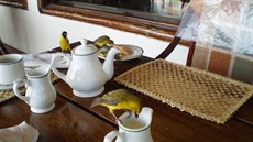 Snídan v Mweya lodge. Uganda je pro nespoet druh pták rájem ornitolog....