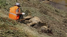 Jeden z pomocník sedí u mrtvého lva v zaplavené zoologické zahrad.