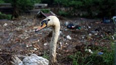 Zranná labu v zaplavené zoologické zahrad Tbilisi.