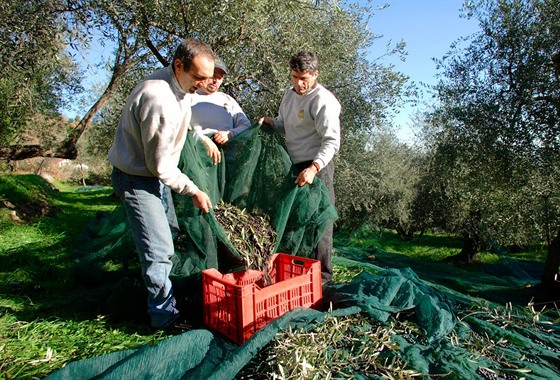 Sklize oliv v Itálii.