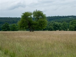 Krajina se mn kadou chvli. Hust lesy std rozlehl louka. Je tu ndhern.