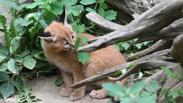 Mlad karakalov v jihlavsk zoo.