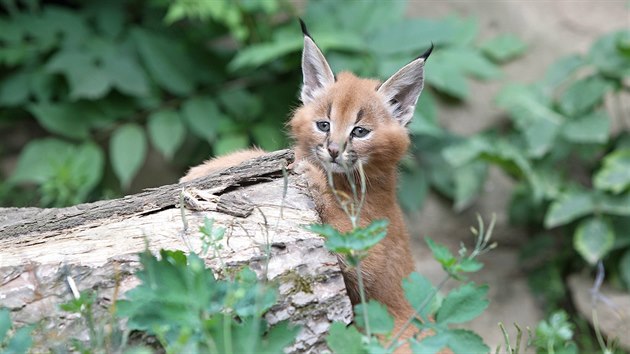 Mlad karakalov v jihlavsk zoo.