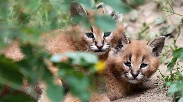 Mlad karakalov v jihlavsk zoo.