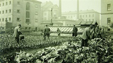 Pstování zeleniny v pankrácké vznici.