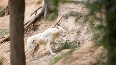 Táborská zoologická zahrada.