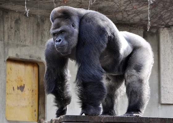 Gorilí samec abani je novým idolem Japonek.