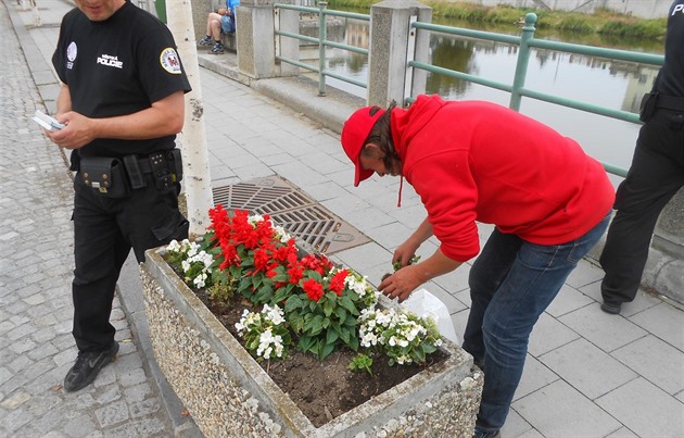 Dvojice vandal v Perov vytrhala okrasné kvtiny z kvtináe na nábeí a...