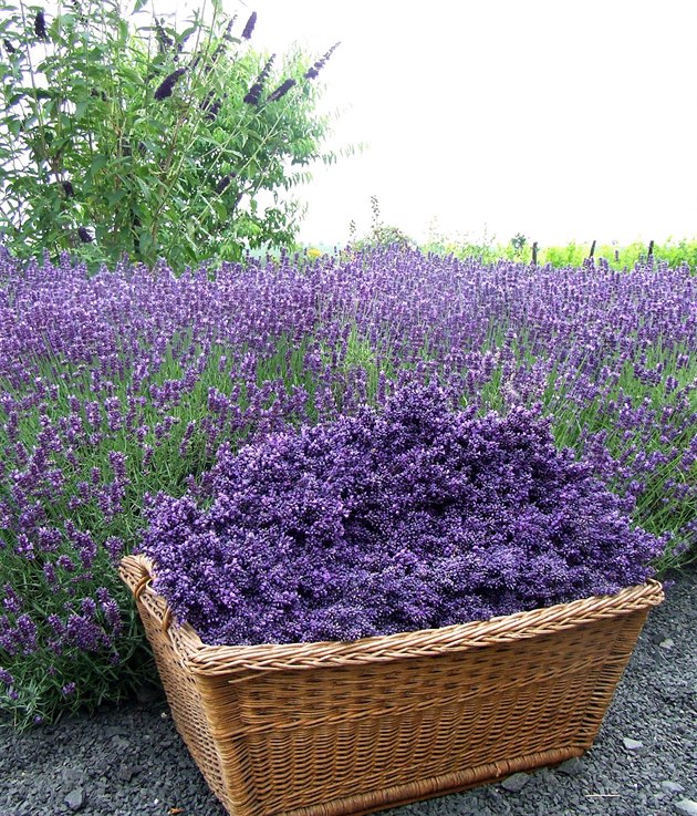 Sklize a suení levandule na farm manel Nových