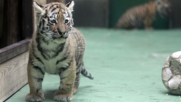 Dvojice malch tygr ussurijskch, kte se v olomouck zoo narodili na zatku kvtna, u zaala pod dohledem matky vyret na przkum svho vbhu. Dky tomu je tak mohou spatit i nvtvnci.