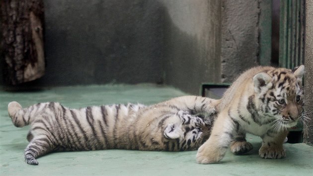 Dvojice malch tygr ussurijskch, kte se v olomouck zoo narodili na zatku kvtna, u zaala pod dohledem matky vyret na przkum svho vbhu. Dky tomu je tak mohou spatit i nvtvnci.