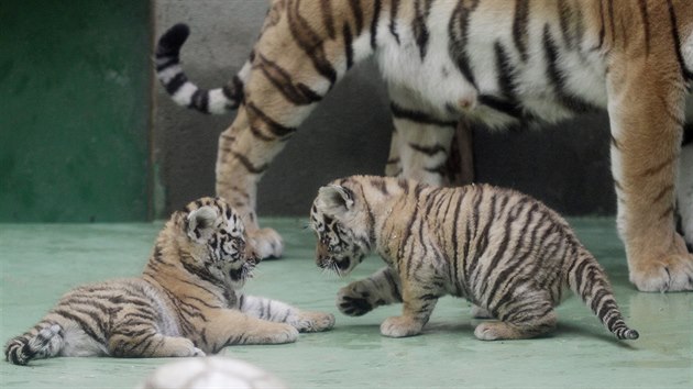 Dvojice malch tygr ussurijskch, kte se v olomouck zoo narodili na zatku kvtna, u zaala pod dohledem matky vyret na przkum svho vbhu. Dky tomu je tak mohou spatit i nvtvnci.