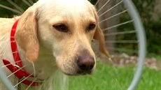 Podle tvůrců myčky psi reagují vcelku poklidně. Podle tvůrců myčky psi reagují vcelku poklidně.