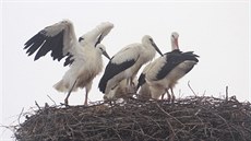 Mimořádně plodný rok mají čápi, kteří zahnízdili na sloupu v Novém Veselí.... Mimořádně plodný rok mají čápi, kteří zahnízdili na sloupu v Novém Veselí....