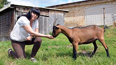 Milena Krejzová chová u České Lípy 130 koz. Z jejich mléka vyrábí jedenáct... Milena Krejzová chová u České Lípy 130 koz. Z jejich mléka vyrábí jedenáct...