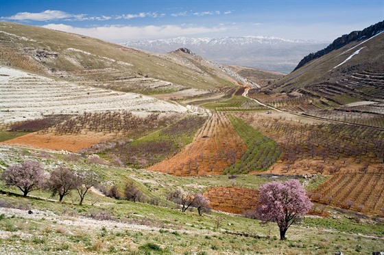 Údolí Bikáa na východ Libanonu (ilustraní foto)