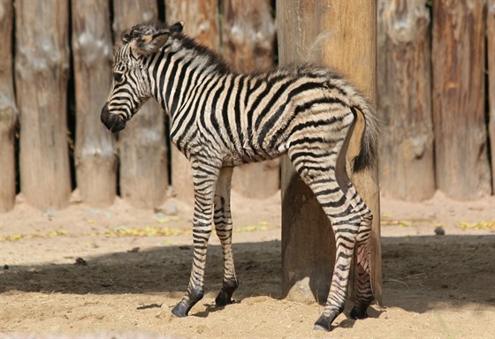 Mlád zebry Chapmanovy den po porodu v brnnské zoo zemelo.
