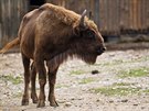 Zubry evropské chová praská zoo od roku 1948. V rámci podpory návratu zubr do...