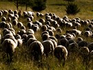 LETNÍ JÍZDA: Ovce na pastv, Raná