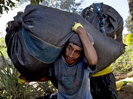 In this June 20, 2015 photo, Edgar Escalante shoulders a sack filled with coca...