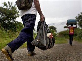 Asuncion Huallpa walks to a coca field that needs harvesting, and carries a...