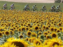 Cyklistický peloton Tour de France projídí mezi lány slunenic.