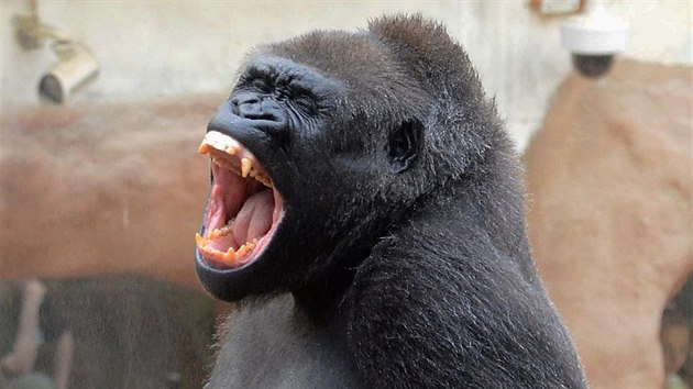 Shinda, vedouc samice goril skupiny v Zoo Praha, je tropickm mlenm naprosto uneen. Jakmile ho chovatel zapnou, pestv ji okoln svt zajmat.