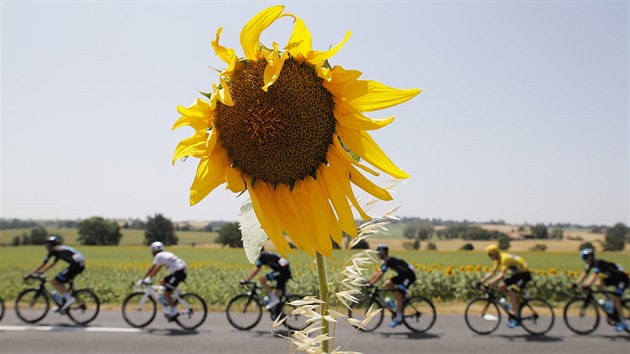 Peloton cyklistick Tour de France projd mezi lny slunenic. Ve lutm dresu Chris Froome.
