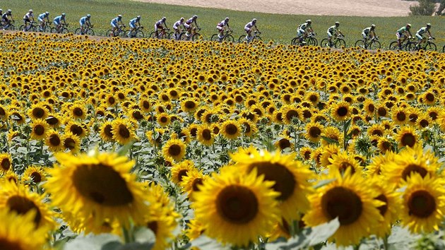 Cyklistick peloton Tour de France projd mezi lny slunenic.