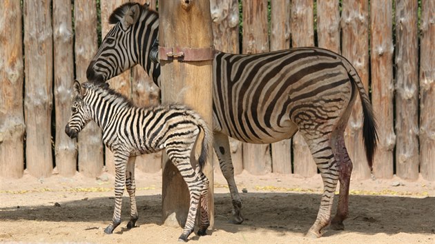 Mld zebry Chapmanovy den po porodu v brnnsk zoo zemelo.