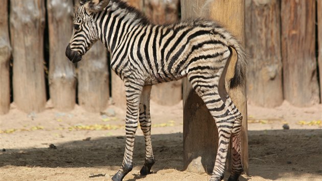 Mld zebry Chapmanovy den po porodu v brnnsk zoo zemelo.