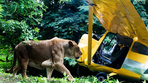 Zoo ve Dvoe Krlov nad Labem otevela lv safari.