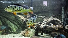 Rybářské muzeum ve vodňanské škole. Na snímku je akvárium exotických... Rybářské muzeum ve vodňanské škole. Na snímku je akvárium exotických...