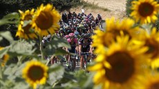 Cyklistický peloton Tour de France projídí mezi lány slunenic.