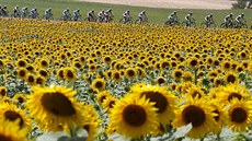 Cyklistický peloton Tour de France projídí mezi lány slunenic.