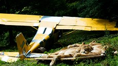 Zoo ve Dvoe Králové nad Labem otevela lví safari.